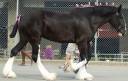 Clydesdale_7_by_SalsolaStock.jpg
