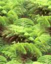 fern-tile-alien1.jpg