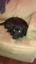 puppeh.jpg