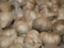 Garlic_Stock_by_Irie_Stock.jpg