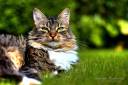 hdr_cat_by_gudi1987-d2zprsk.jpg