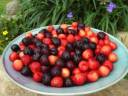 cherries_02.jpg
