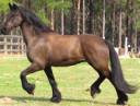 Cyllena's-Stallion2.jpg