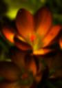 Fire_flower_by_ethereal_forest303.jpg