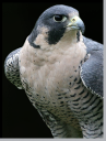 falcon1.png