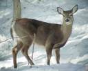 snowdeer2.jpg