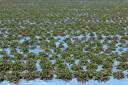 stock-photo--a-commercial-field-of-strawberry-plants-mulched-with-blue-polythene-in-springtime-75370894.jpg