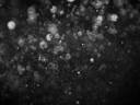 Dark_texture_by_vanerich.jpg