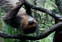 Sloth.jpg