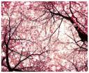 cherrytree.jpg