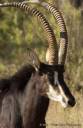 antelope.jpeg